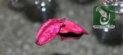 MAsimSaim's profile picture. A person having straight thought about Life