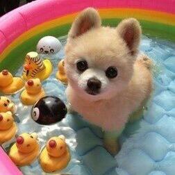 dungjaji's profile picture. 뚱녀좋아해요 야한거 좋아요