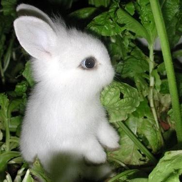 🥕 Don’t follow the white rabbit down a deep chasm of nothingness