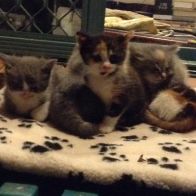 GulayKurmus's profile picture. Kittens