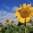 Forrest Higgins - @jonof2009 - Twitter