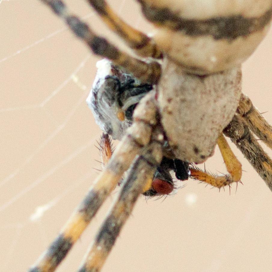 Conservationist, bad birdwatcher, wildlife writer and sunshine spiderman. Views my own.