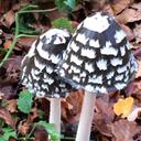 Allison Bates - @allisonmbates - Twitter