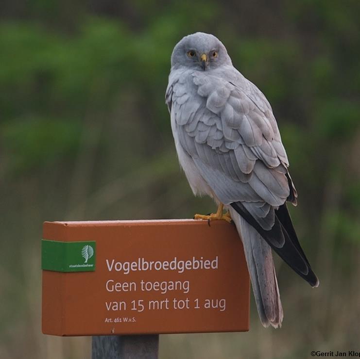 Birding - Nature. Boswachter bij Staatsbosbeheer Vlieland. Werkgroep Lepelaar. Twittert op persoonlijke titel.