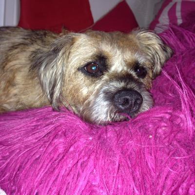 Border Terrier from Cidermill Farm, born June 2012. Account run by Freddie&owner Olivia! #btposse member.