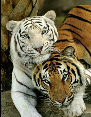 kokop47866's profile picture. 