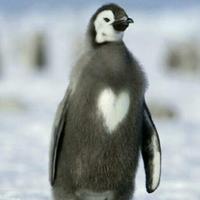 seastarpenguin (@bigcstar11) 's Twitter Profile