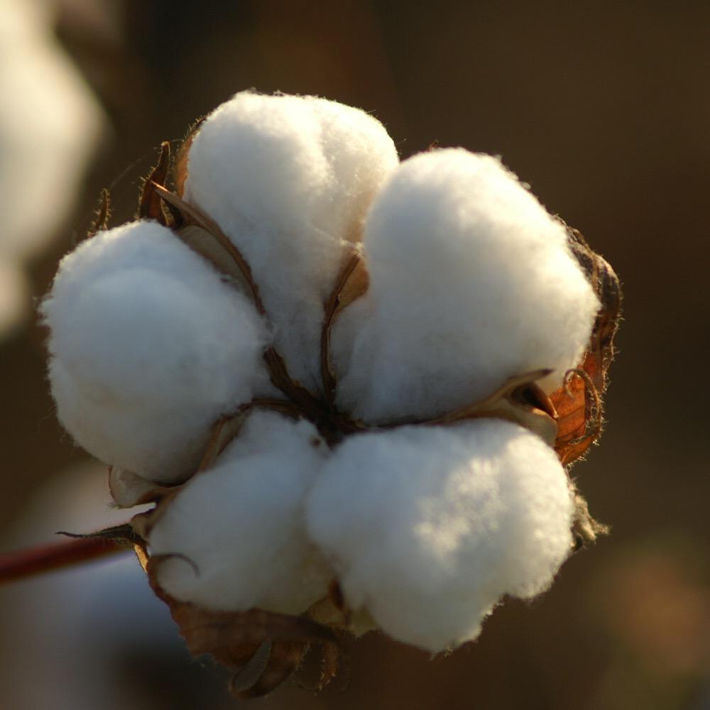 Latest Cotton News & Reports