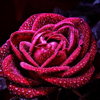 PatLee278191's profile picture. Music lover: Alfie Boe | Rebecca Newman | Michael Ball | Mary-Jess | Jonathan Antoine | All Angels. Flower arranger, painter, traveller.