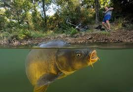 NokillPeche's profile picture. Bienvenu à vous passionnés de Carpe partager vos prise et vos moment fort !!!