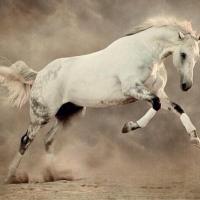 ابوعمر (@abuomar_54) Twitter profile photo
