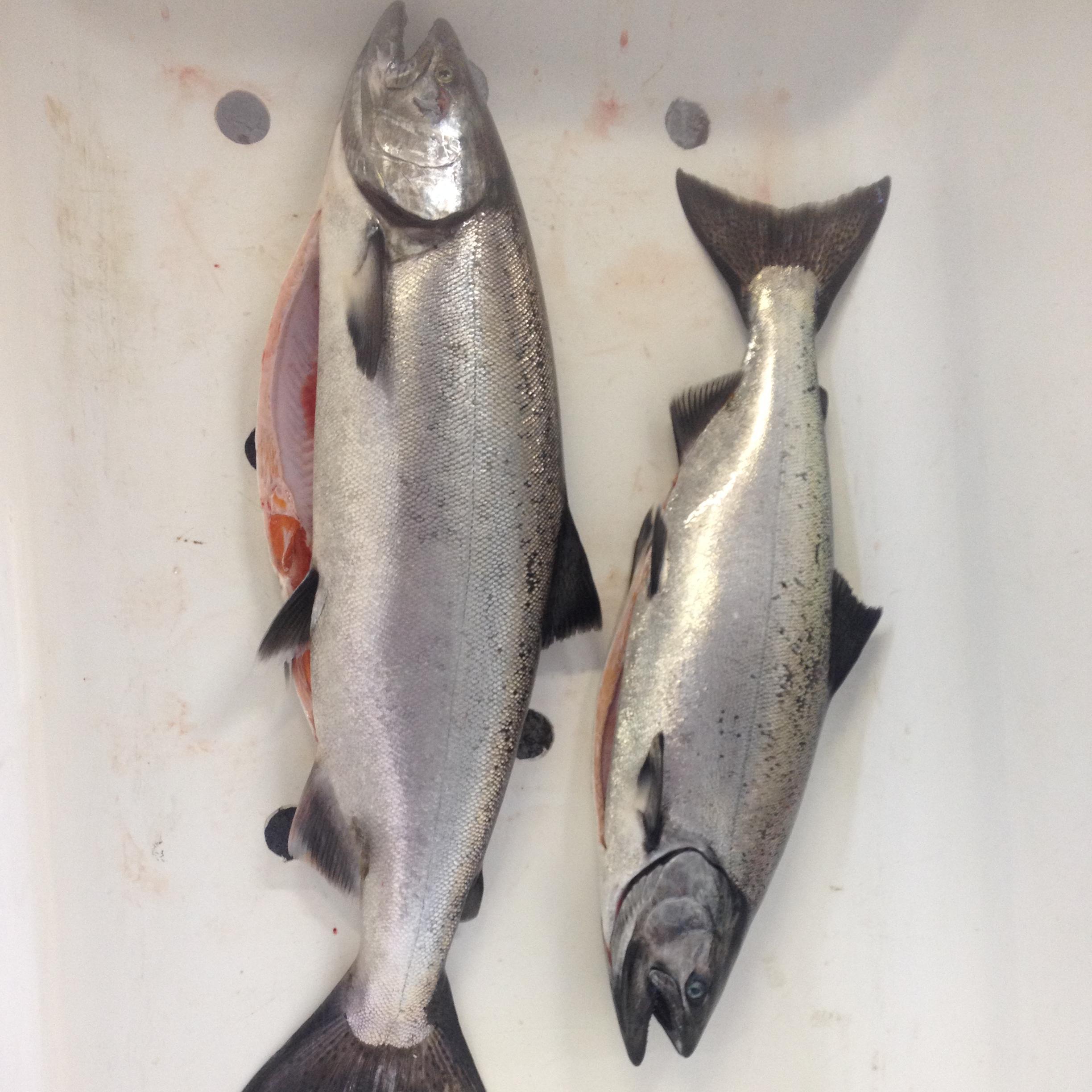 The best Alaska fishing pictures on Twitter. Follow us and share your pictures with us today!