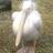 flaccidpelican's profile image