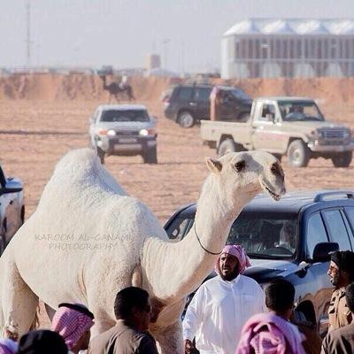 حساب خاص للإبل وأهلها

الحساب جديد ارجو الدعمً
