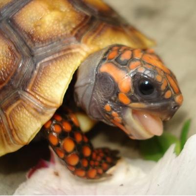 Specialist Red-Footed Tortoise Rescue Offering - Help, Advice & Rehoming
