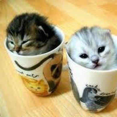 かわいい動物の画像をツイートしていきます。
かわいい動物ファンの方必見です！
気に入ったツイートがあればＲＴしてどんどん拡散していきましょう＾＾
フォロワー募集中なので気軽にフォローしてね(^^)/