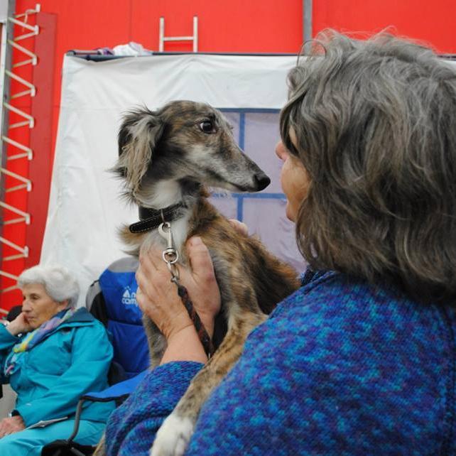 semi retired translator/reiki-master - Mom of 1Irish wolfhound 2silken windhounds, Nana of 2, happy to be back in the village, learning to 