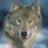 wolflvr69's profile image