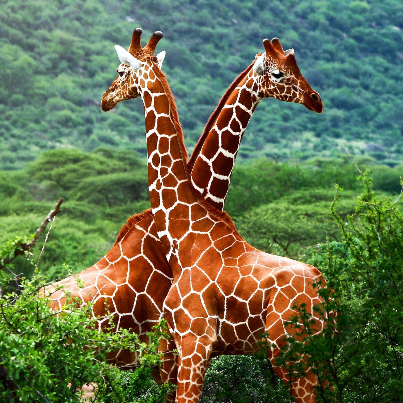 Help protect our planet before it is too late! #savewildlife #raiseawareness