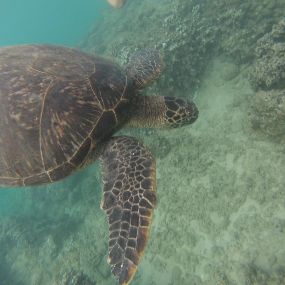 BquirkQuirk's profile picture. developing medical devices to save lives