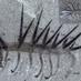 Hallucigenia (@cosesdlvida) Twitter profile photo Hallucigenia (@cosesdlvida) Twitter profile photo