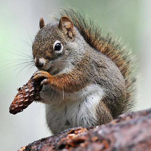 Mrs_Squirrel65's profile picture. 