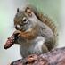 MrsSquirrel (@mrs_squirrel65) Twitter profile photo