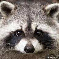 RacoonKitten's profile picture. Follow me and I'll follow back! Watch this video or else...  https://t.co/qymxoYMfJa