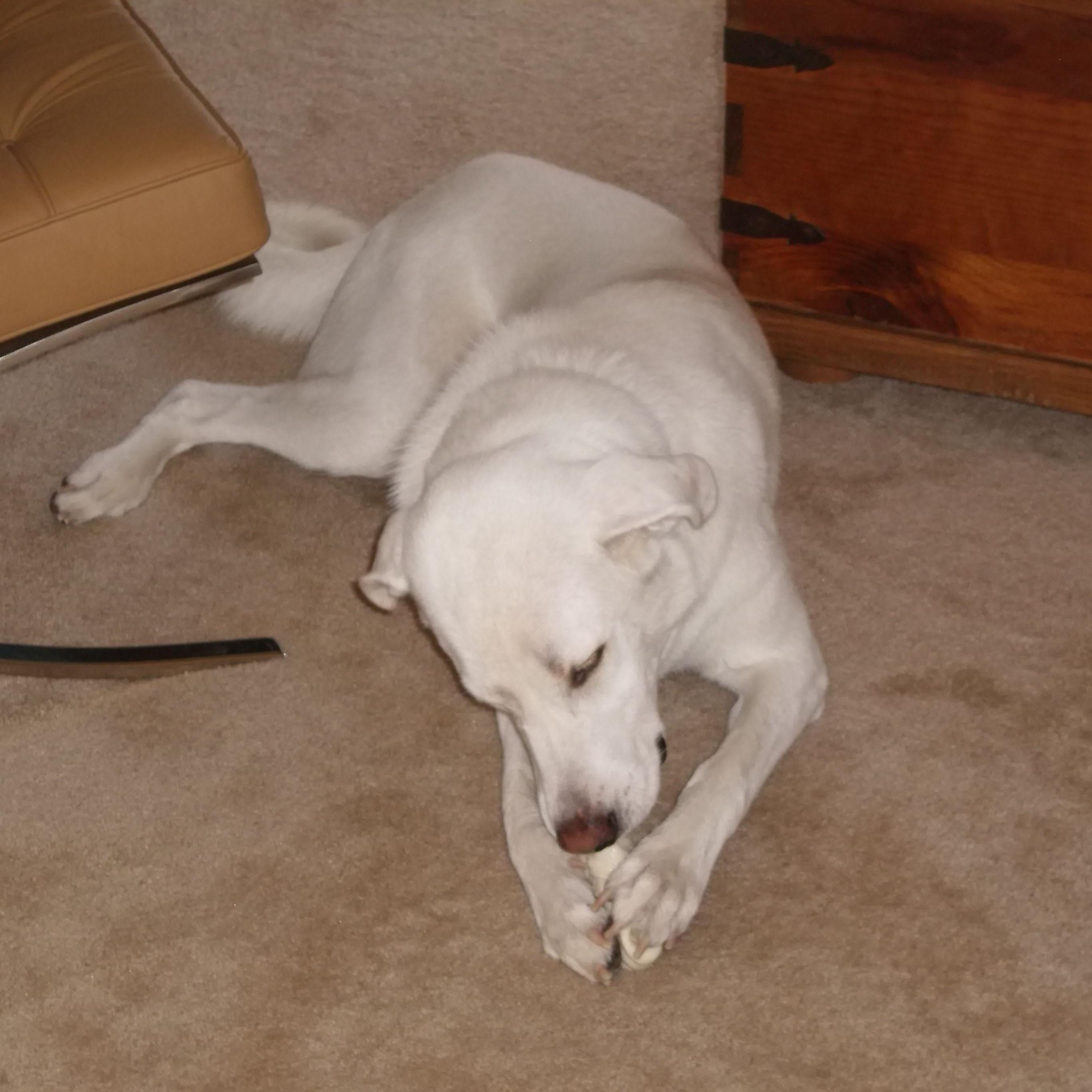 chipaslan's profile picture. 