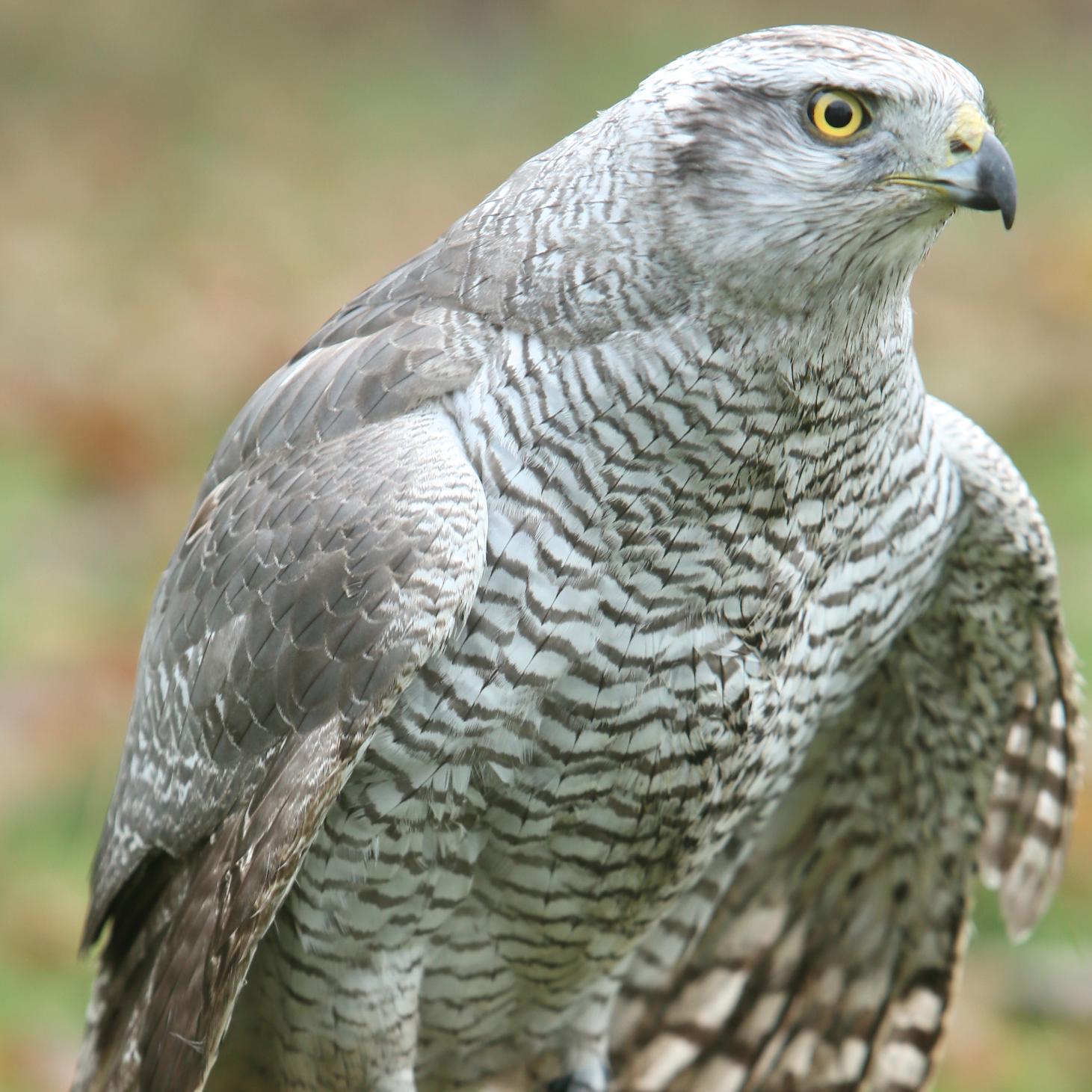 trotter_ian's profile picture. 