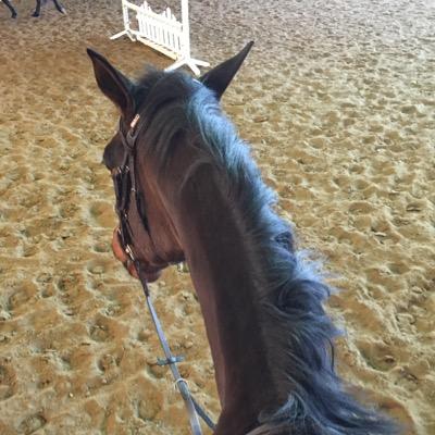 French used saddles, Jin stirrup, Back on Track, Baker