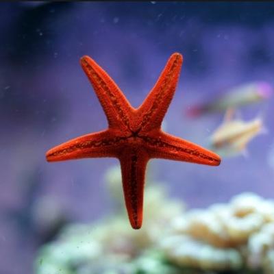 Raising awareness about the ocean and it's importance!