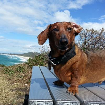 regedog's profile picture. A daschund of discernment and discretion. I have my very own pet human. Impecable taste and a great credit history.