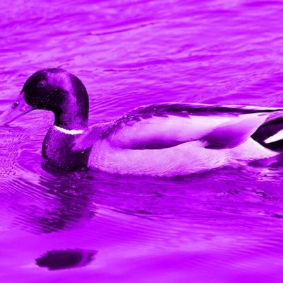 Jins_Duck's profile picture. 