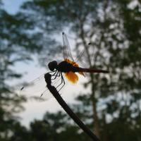 严文江 Robin W.J. Ngiam (@robinngiam) 's Twitter Profile