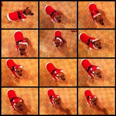 jacko_gm's profile picture. My name is jacko. i am a jack russell terrier. I am four years old!!! I love my life and live going for walks. I also love sitting by the fire.