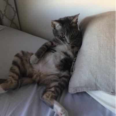 meow meow my names Dez I'm a brown tabby. I need everyone's support and donations for my shots and vaccinations. #cowboys #dezbryant