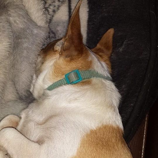 AngelClouser's profile picture. Well lets face it I LOVE AUSTIN MAHONE‚ ONE DIRECTION‚ AND JUSTIN BIEBER