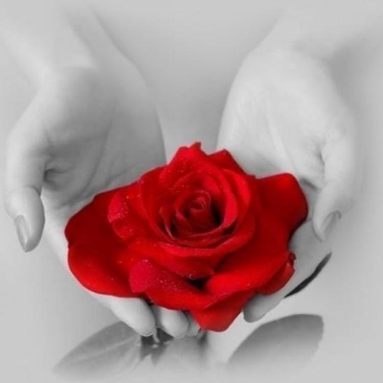 ArazSaber's profile picture. 