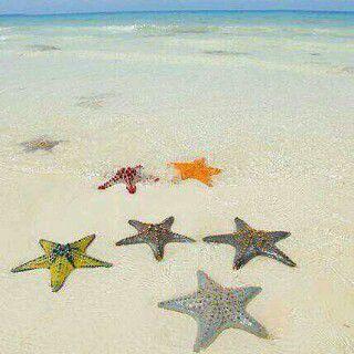 dea_deari's profile picture. 