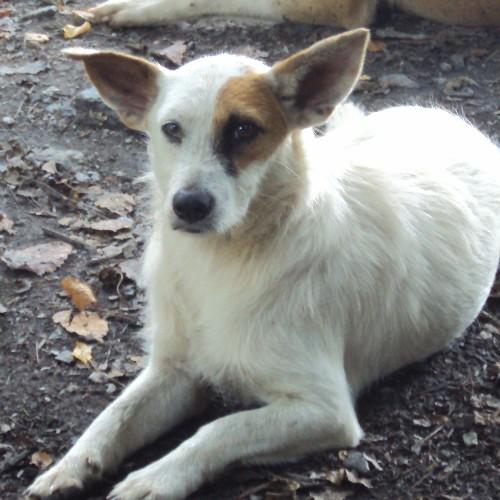 bluebrainn's profile picture. 🦠🐝🦉..