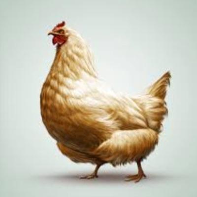 galinhando Profile Picture