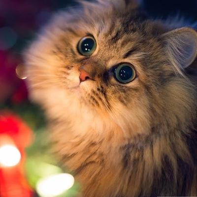 ximena0000's profile picture. soy gamer, me gustan muchos los libros en especial TMI/CDS ➰ y me gusta mucho la musica, soy NEFILM, hola mundanos,arriba MALEC,CLACE Y SIZZY, Divergente,etc