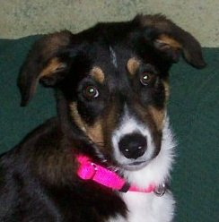 Westside Animal Clinic veterinarian