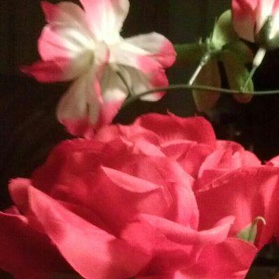 noeltis35's profile picture. 