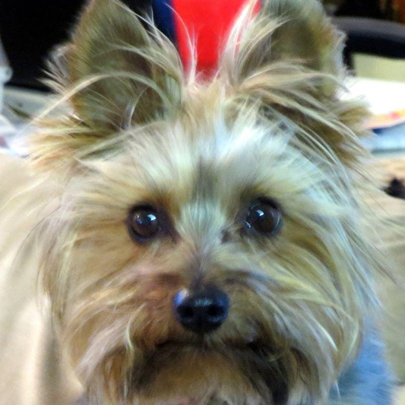 CritterGamesaz's profile picture. 