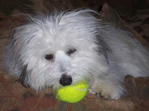 sascha_love's profile picture. Excuse my annoying behavior, but I HAVE to .... ;-)