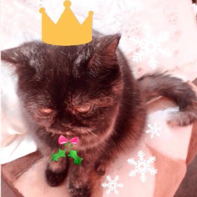 I love kitties, handmade crafts, cooking and travelling. This is my ETSY shop link below, and find me on Instagram: @polkalovesu  :)