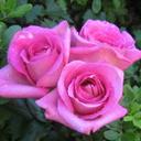 اطياف عابرة (@1976zo291) Twitter