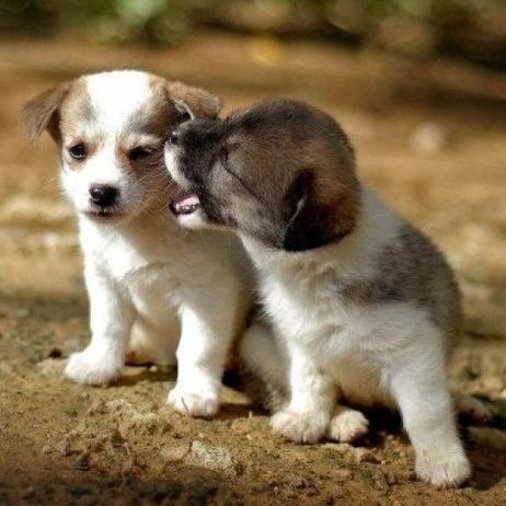 ホッコリする犬画像をアップしていきます。